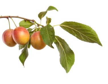 Beyaz arka planda bir dalda kiraz eriği meyvesi