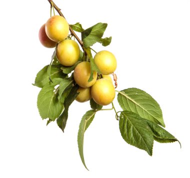 Beyaz arka planda bir dalda kiraz eriği meyvesi