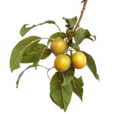 Beyaz arka planda bir dalda kiraz eriği meyvesi