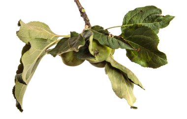 Beyaz arkaplan üzerinde yeşil olgunlaşmamış elmalar