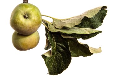 Beyaz arkaplan üzerinde yeşil olgunlaşmamış elmalar