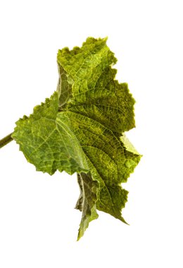 Beyaz arkaplanda yeşil salatalık yaprağı