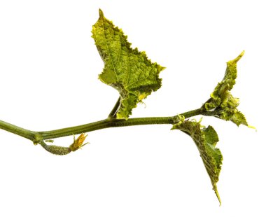 Beyaz arka planda genç yeşil salatalıklar