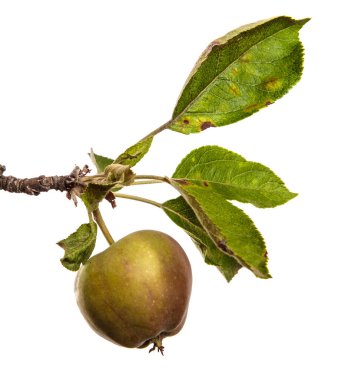 Beyaz arka planda bir dalda olgun sulu elmalar