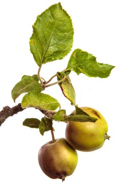 Beyaz arka planda bir dalda olgun sulu elmalar