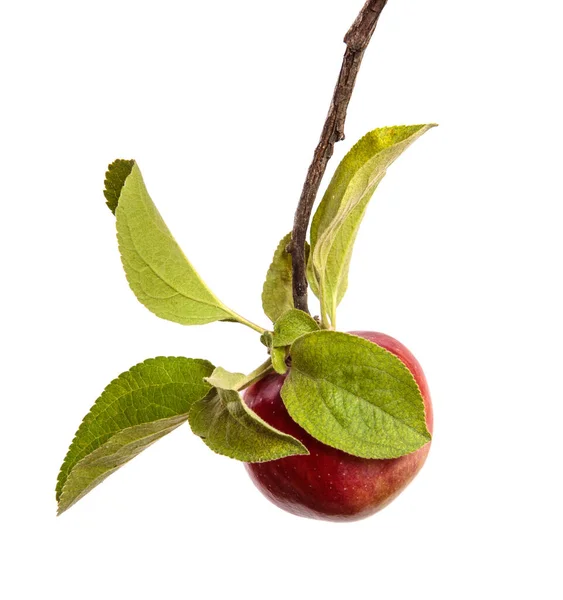 Reife Saftige Äpfel Auf Einem Zweig Auf Weißem Hintergrund — Stockfoto