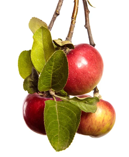 Pommes Juteuses Mûres Sur Une Branche Sur Fond Blanc — Photo