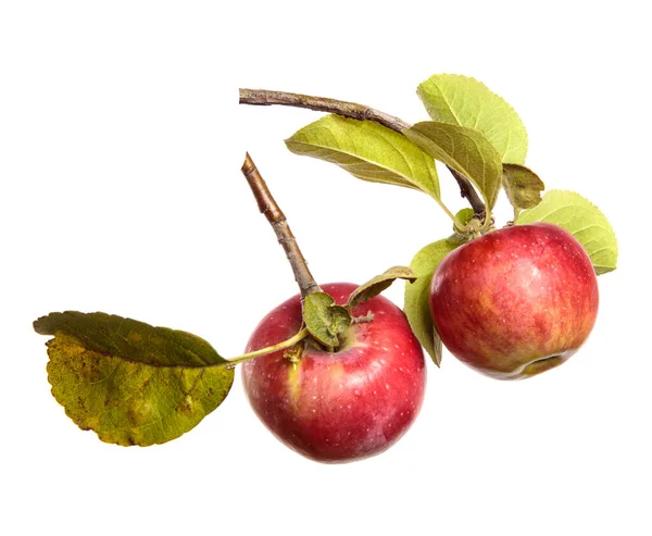 Pommes Juteuses Mûres Sur Une Branche Sur Fond Blanc — Photo