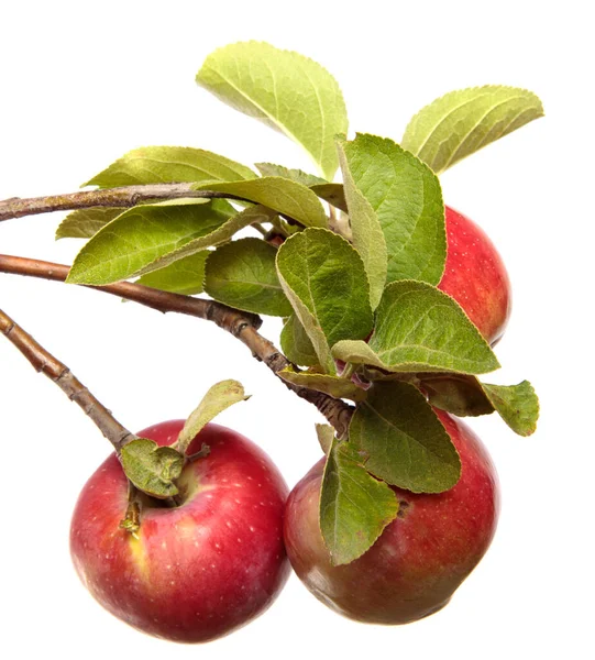 Zralá Šťavnatá Jablka Větvi Bílém Pozadí — Stock fotografie