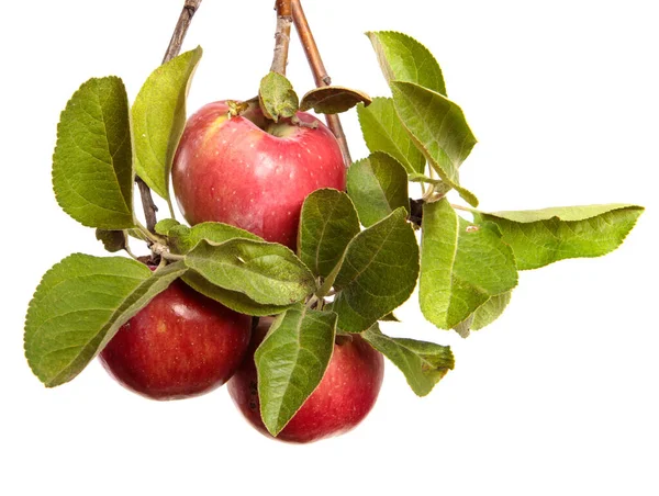 白い背景の枝に熟したジューシーなリンゴ — ストック写真