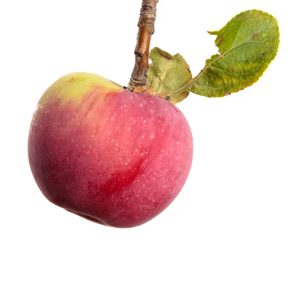 Rijp Sappige Appels Een Tak Een Witte Achtergrond — Stockfoto