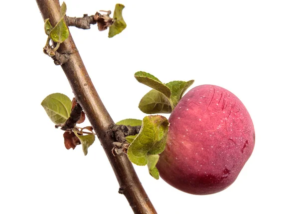 成熟的多汁苹果 在白色的背景上的枝条上 — 图库照片