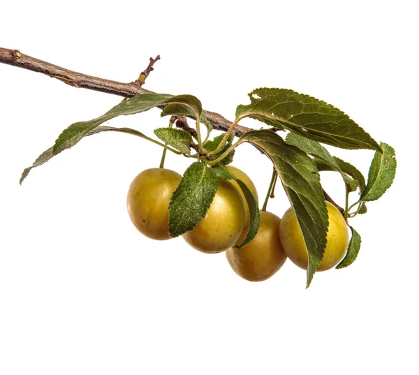 Owoce Śliwki Wiśniowej Gałęzi Białym Tle — Zdjęcie stockowe