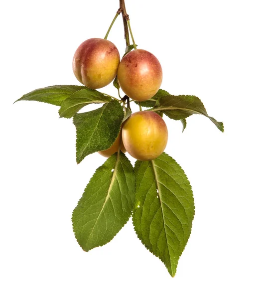 Cseresznye Szilva Gyümölcs Egy Fehér Alapon — Stock Fotó