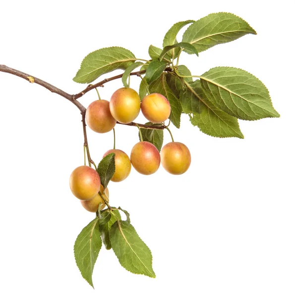 Kirschpflaumenfrucht Auf Einem Zweig Auf Weißem Hintergrund — Stockfoto