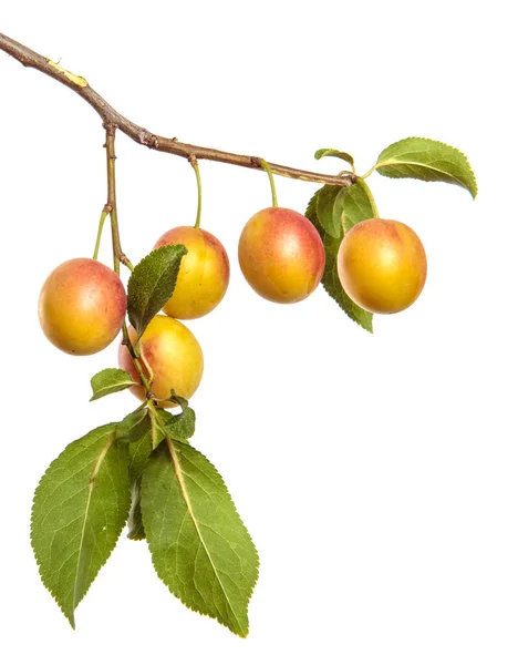 Frutto Prugna Ciliegia Ramo Uno Sfondo Bianco — Foto Stock