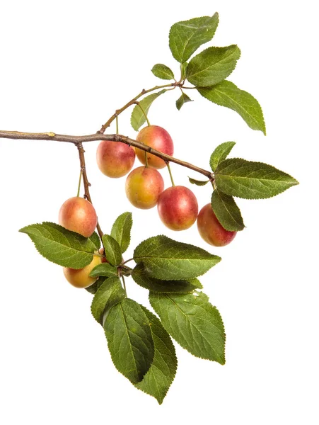 Fruto Ameixa Cereja Ramo Contexto Branco — Fotografia de Stock