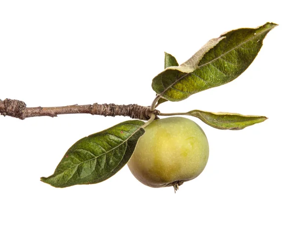 Manzanas Verdes Inmaduras Una Rama Sobre Fondo Blanco — Foto de Stock