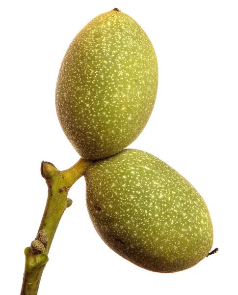 Nueces Verdes Sobre Ramas Sobre Fondo Blanco —  Fotos de Stock