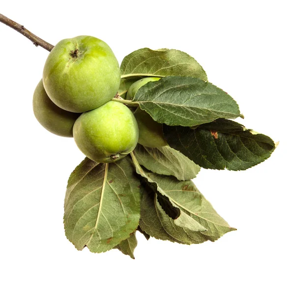 Pommes Vertes Non Mûres Sur Une Branche Sur Fond Blanc — Photo