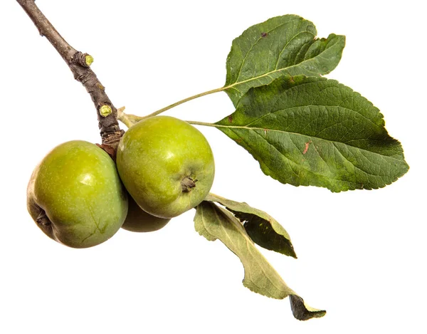 Gröna Omogna Äpplen Gren Vit Bakgrund — Stockfoto