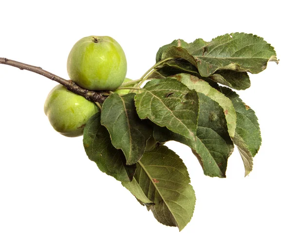Manzanas Verdes Inmaduras Una Rama Sobre Fondo Blanco — Foto de Stock