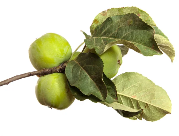 白い背景の枝に緑の熟れていないリンゴ — ストック写真