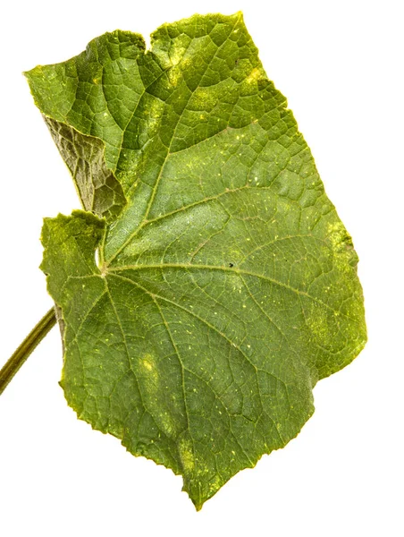 Feuille Concombre Vert Sur Fond Blanc — Photo