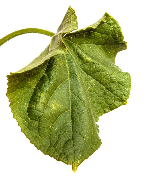 Hoja Pepino Verde Sobre Fondo Blanco — Foto de Stock