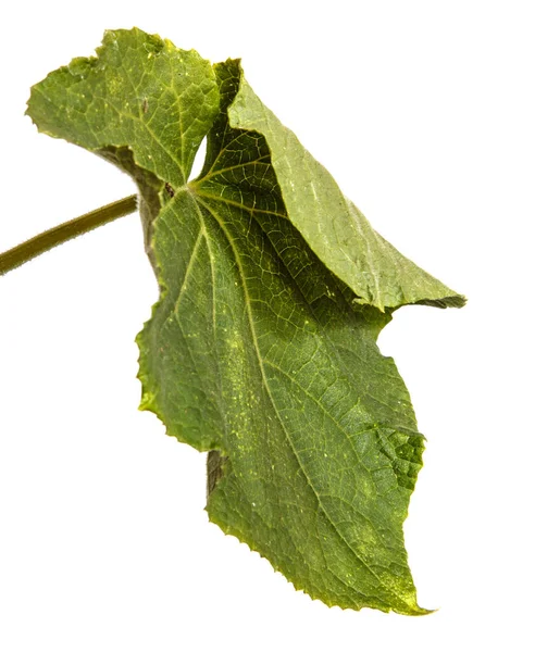Green Cucumber Leaf White Background — Stock Photo, Image