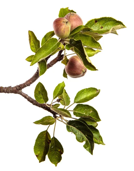 Pommes Juteuses Mûres Sur Une Branche Sur Fond Blanc — Photo