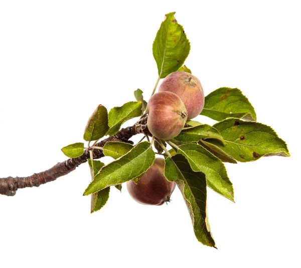 Manzanas Jugosas Maduras Una Rama Sobre Fondo Blanco —  Fotos de Stock