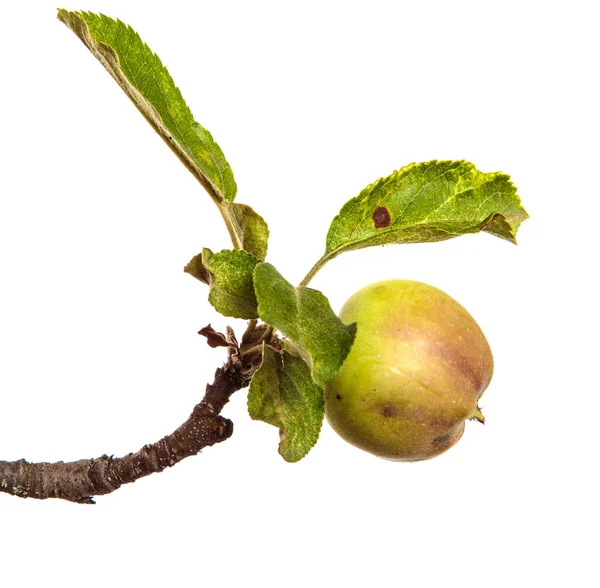 Manzanas Jugosas Maduras Una Rama Sobre Fondo Blanco — Foto de Stock