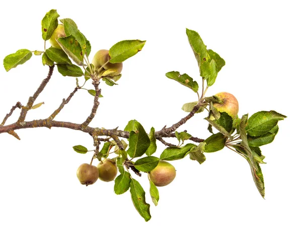 Pommes Juteuses Mûres Sur Une Branche Sur Fond Blanc — Photo