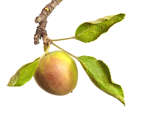 Pommes Juteuses Mûres Sur Une Branche Sur Fond Blanc — Photo