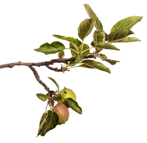 白い背景の枝に熟したジューシーなリンゴ — ストック写真