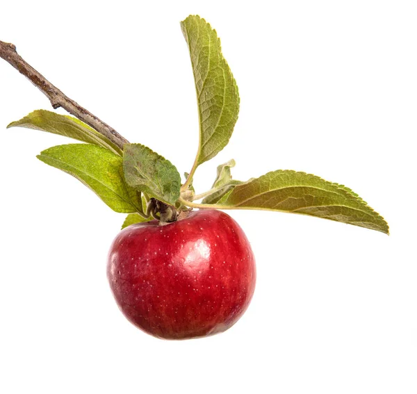 Manzanas Jugosas Maduras Una Rama Sobre Fondo Blanco Imagen de archivo