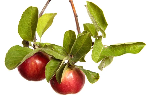 成熟的多汁苹果 在白色的背景上的枝条上 图库图片