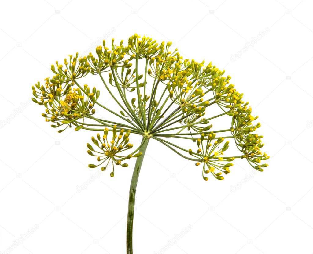 flowering branch of dill on a white background