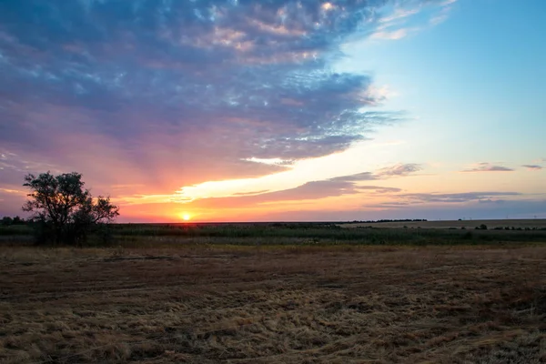 morning steppe landscape. sunrise over the field