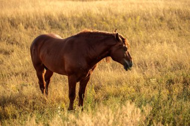 Bozkırdaki bir tarlada atlar otluyor.