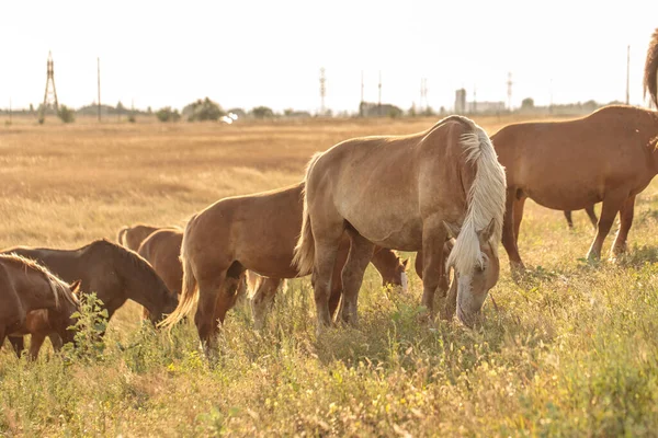 Cavalos Pastam Campo Estepe — Fotografia de Stock