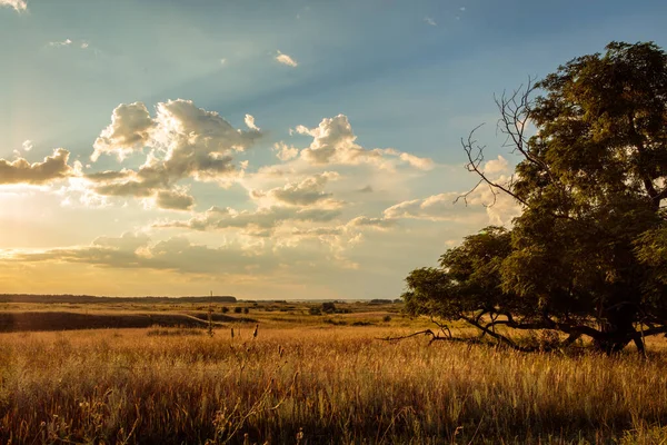 Evening Steppe Landscape Blue Sky Clouds — Stock Photo, Image