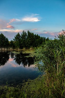 Akşam manzarası, küçük bir gölet ve sazlıklar.
