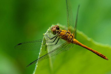Yusufçuk çimenlerin üzerinde oturuyor. Yaklaş.