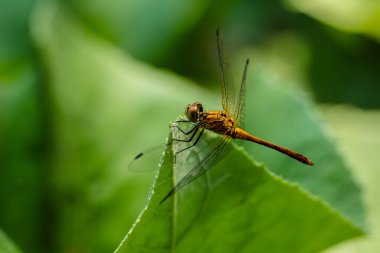 Yusufçuk çimenlerin üzerinde oturuyor. Yaklaş.