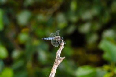Yusufçuk çimenlerin üzerinde oturuyor. Yaklaş.