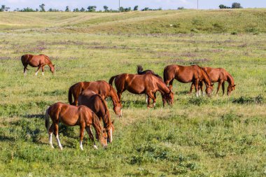 Bozkırdaki bir tarlada atlar otluyor.