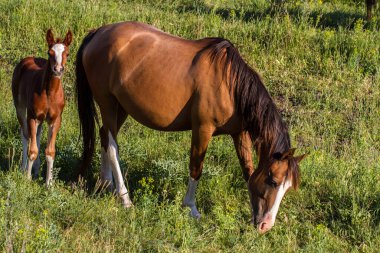 Bozkırdaki bir tarlada atlar otluyor.