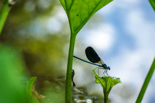 Libellule Assise Sur Brin Herbe Gros Plan — Photo